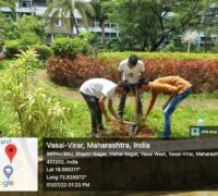 Tree Plantation 1 (2)